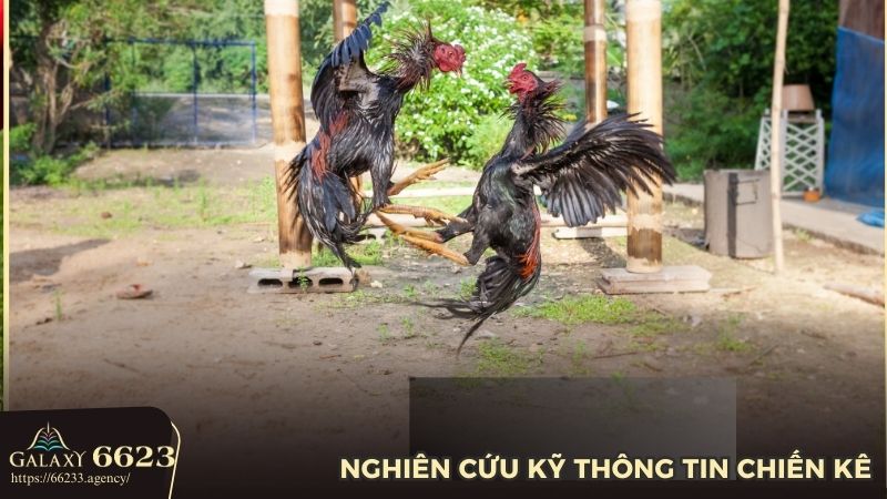 Am hiểu thông tin chiến kê để tối ưu hoá cơ hội chiến thắng