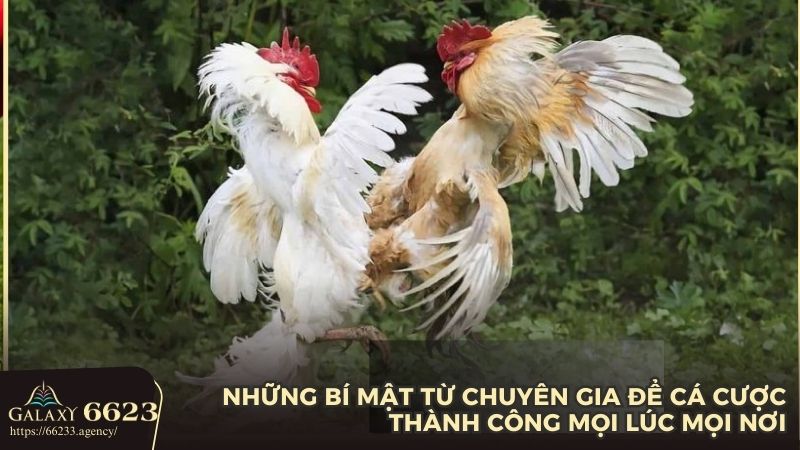 Mẹo tham gia cá cược thành công từ chuyên gia