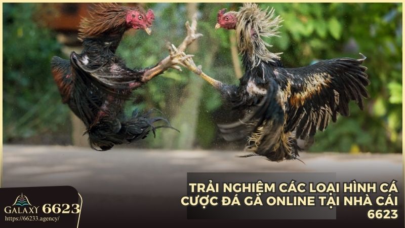 Giới thiệu các loại hình đá gà online tại nhà cái 6623